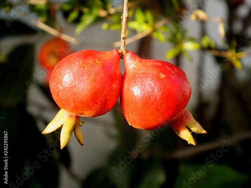 Pomegranates on the Branch