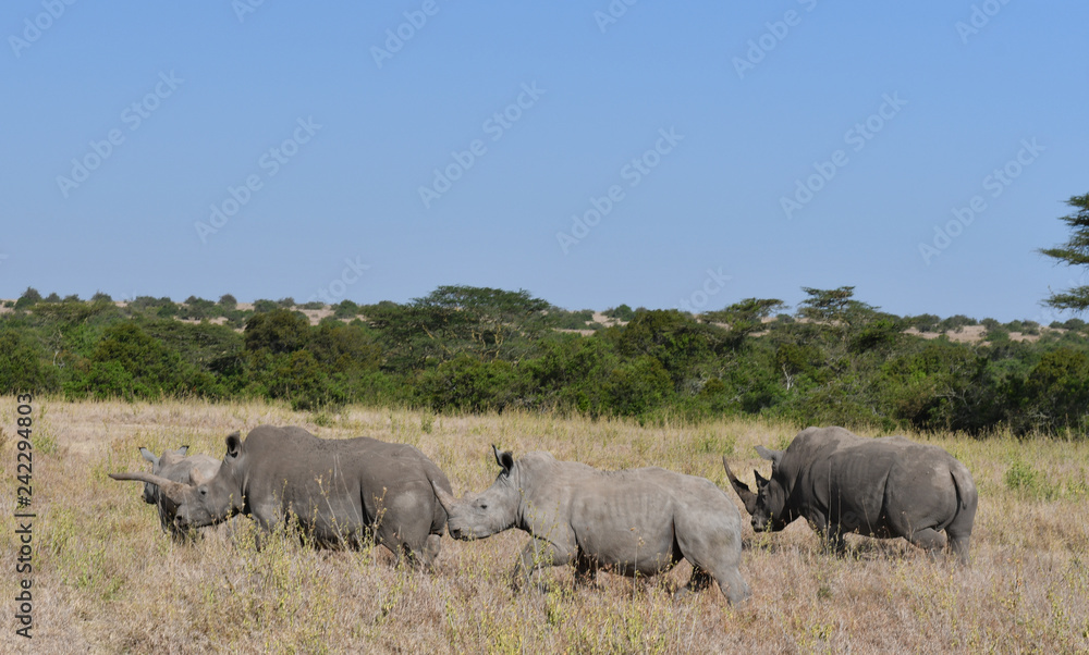 Obraz premium Grupa nosorożców w Kenii