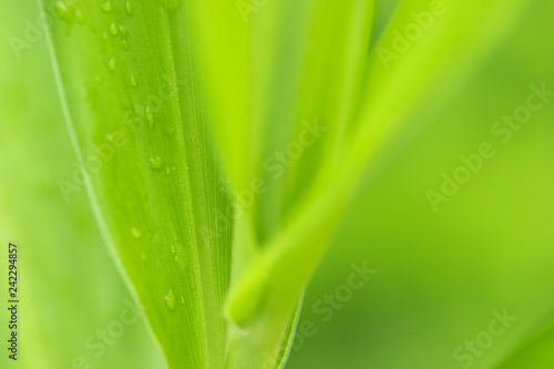 Closeup of nature leaves green blur. In the spring Under the morning light. Water drop on leave.Use as background and wallpapers.