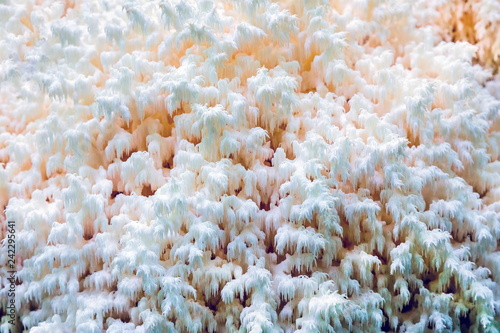 White coral mushroom in the forest