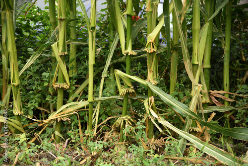 The trunks of wild corn in the wild