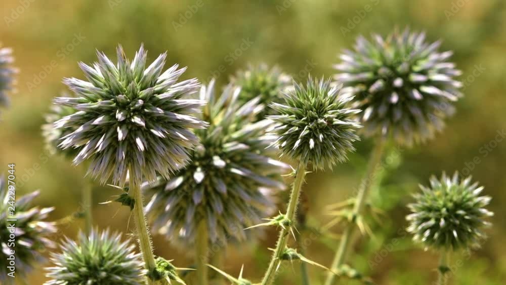 Echinops bannaticus �Star Frost� Thistle gently swaying in the Iranian wind. Echinops bannaticus �Star Frost� Thistle gently swaying in the Iranian wind.