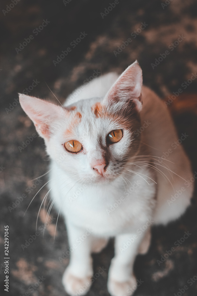 White cat White cat