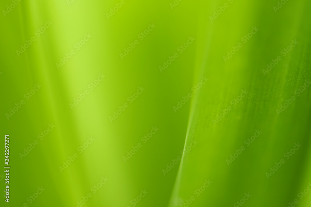 Closeup of nature leaves green blur. In the spring Under the morning light. Use as background and wallpapers. Closeup of nature leaves green blur. In the spring Under the morning light. Use as background and wallpapers.