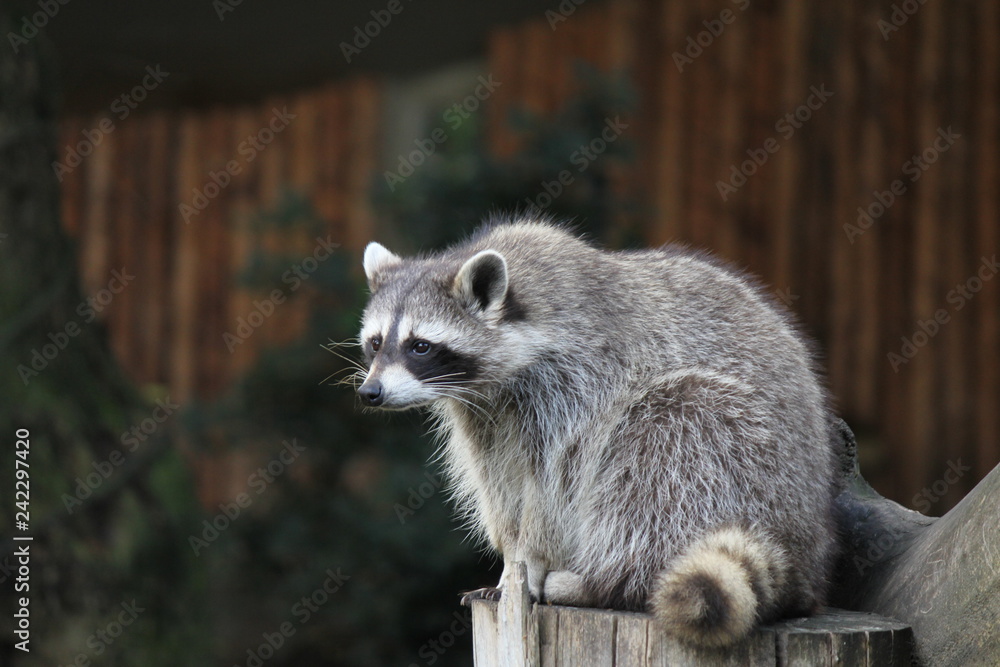 Fototapeta premium a grey raccoon is sitting at a trunk closeup in the zoo