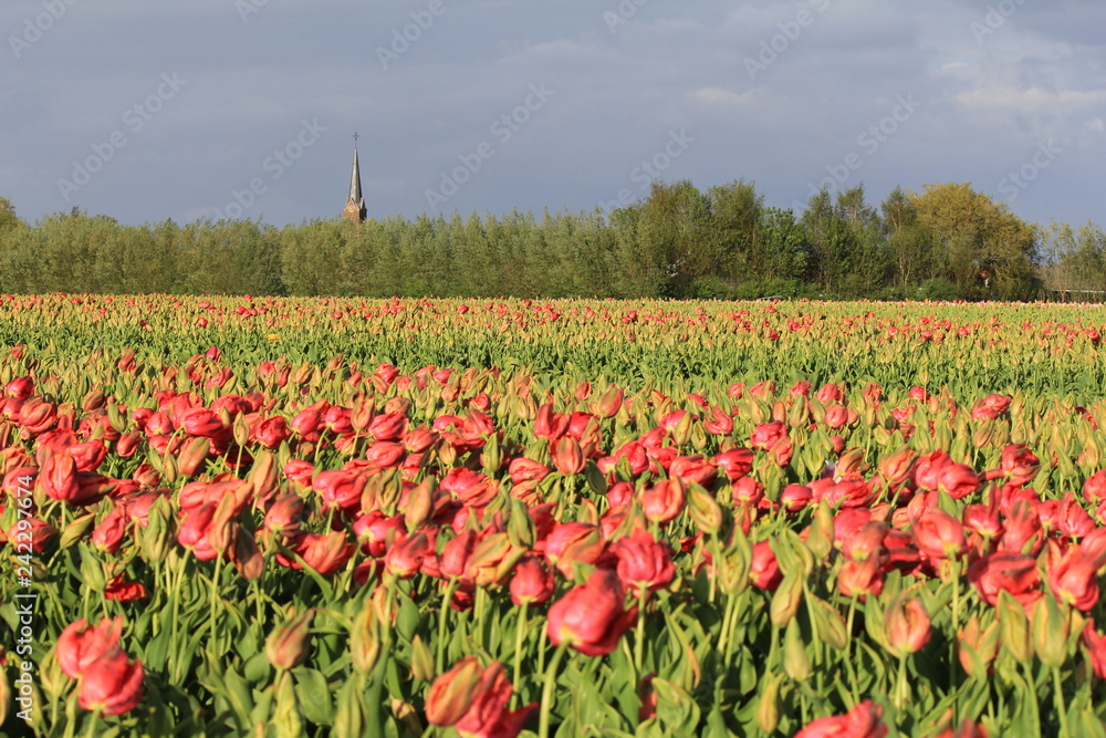 a large bulb field with red tulips and the tower of a church and trees in the background in spring