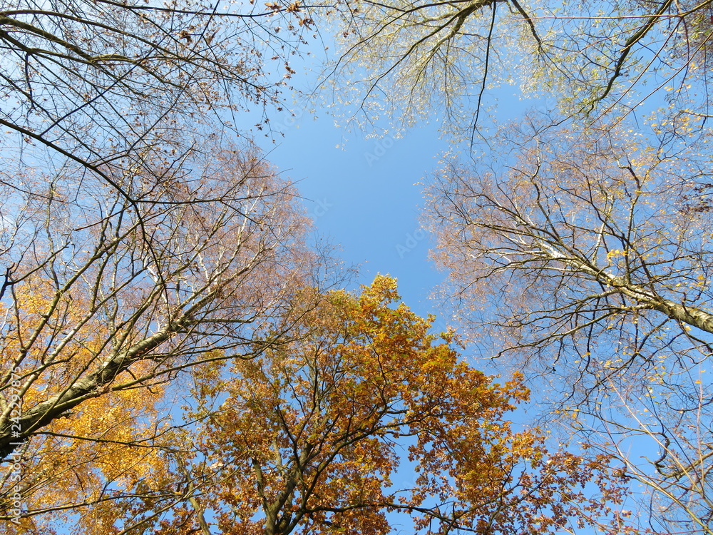 Fototapeta premium tree with yellow leaves in the sky