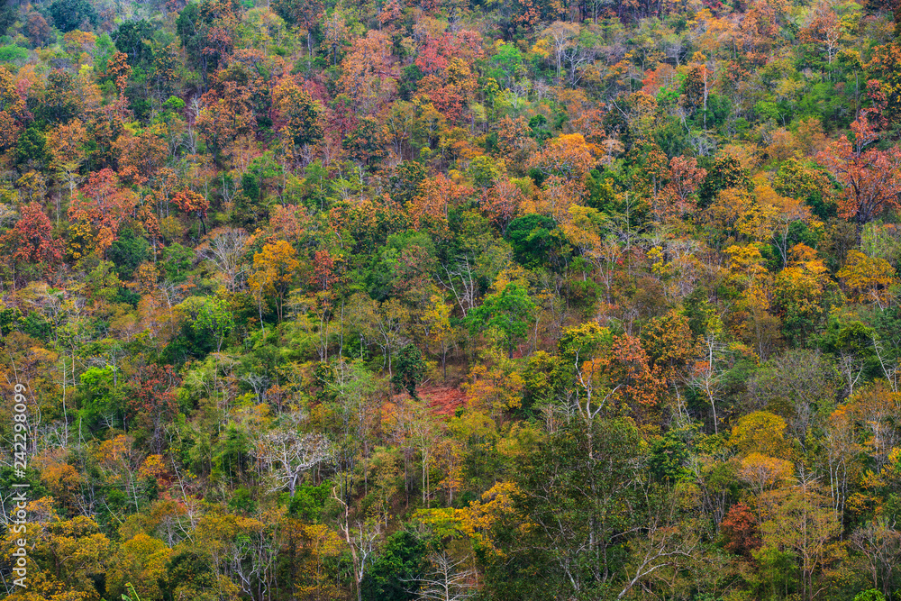 The beautiful deciduous forest in border of Thailand and Laos.