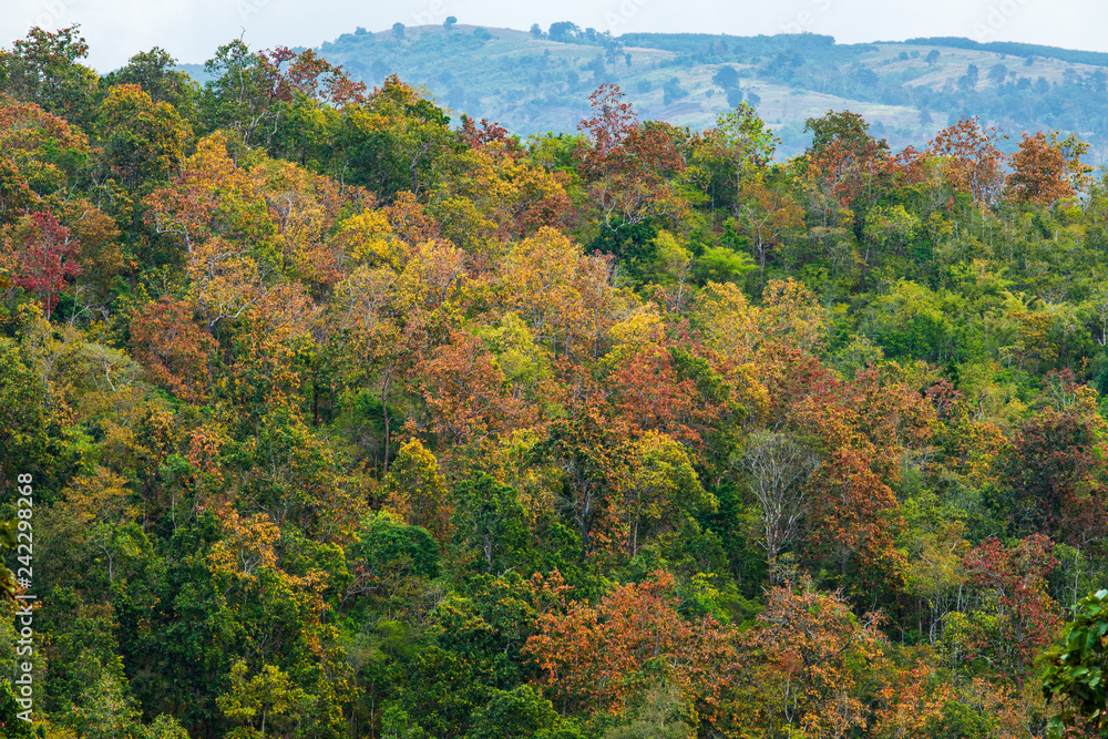 The beautiful deciduous forest in border of Thailand and Laos.