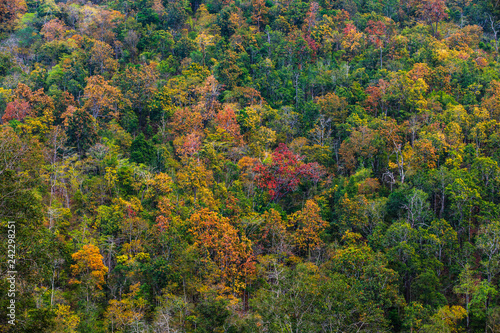 The beautiful deciduous forest in border of Thailand and Laos.