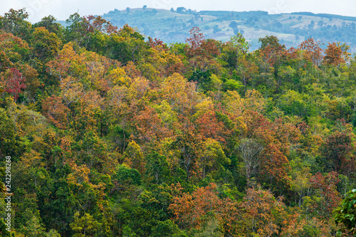 The beautiful deciduous forest in border of Thailand and Laos.