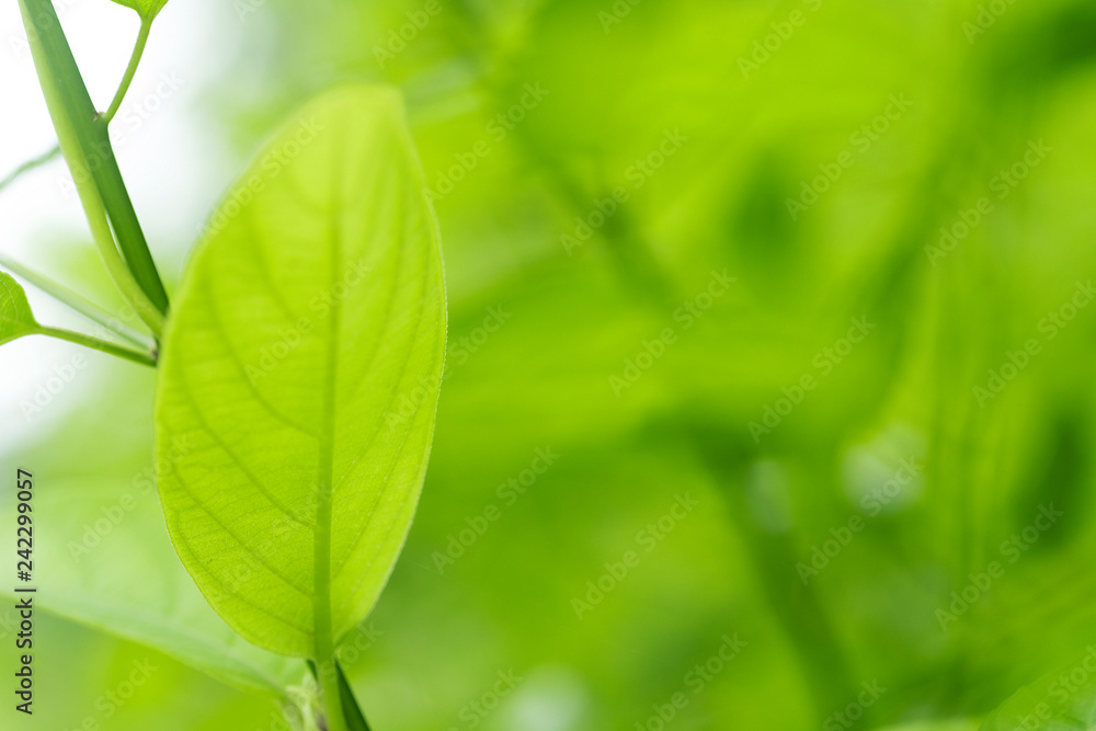Closeup of nature leaves green blur. In the spring Under the morning light. Use as background and wallpapers. Closeup of nature leaves green blur. In the spring Under the morning light. Use as background and wallpapers.