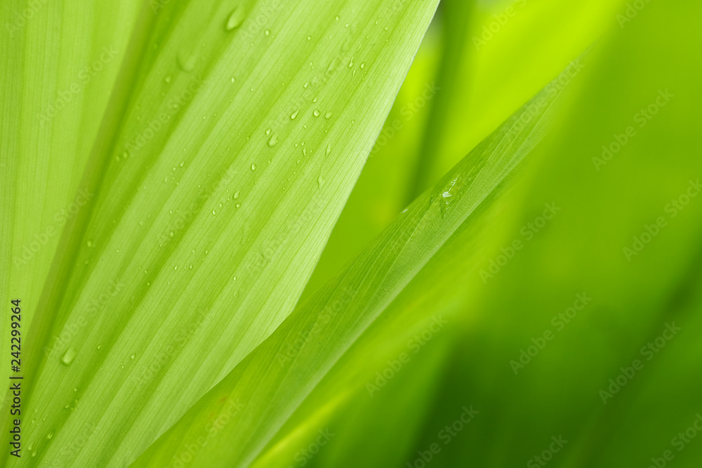 Closeup of nature leaves green blur. In the spring Under the morning light. Water drop on leave.Use as background and wallpapers. Closeup of nature leaves green blur. In the spring Under the morning light. Water drop on leave.Use as background and wallpapers.