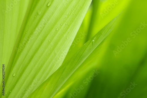 Closeup of nature leaves green blur. In the spring Under the morning light. Water drop on leave.Use as background and wallpapers.