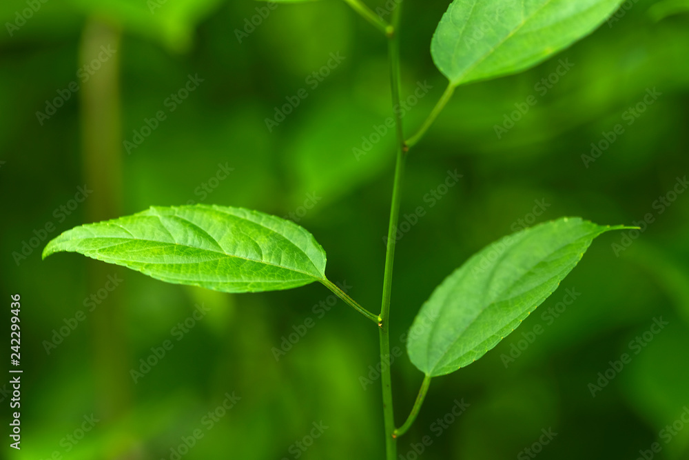 Closeup of nature leaves green blur. In the spring Under the morning light. Use as background and wallpapers. Closeup of nature leaves green blur. In the spring Under the morning light. Use as background and wallpapers.