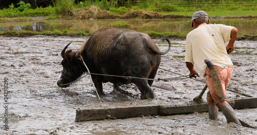  farmer in a rice field with Buffalo, philippines