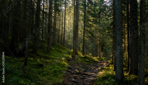 Sunrise fir forest © ben