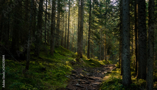 Sunrise fir forest