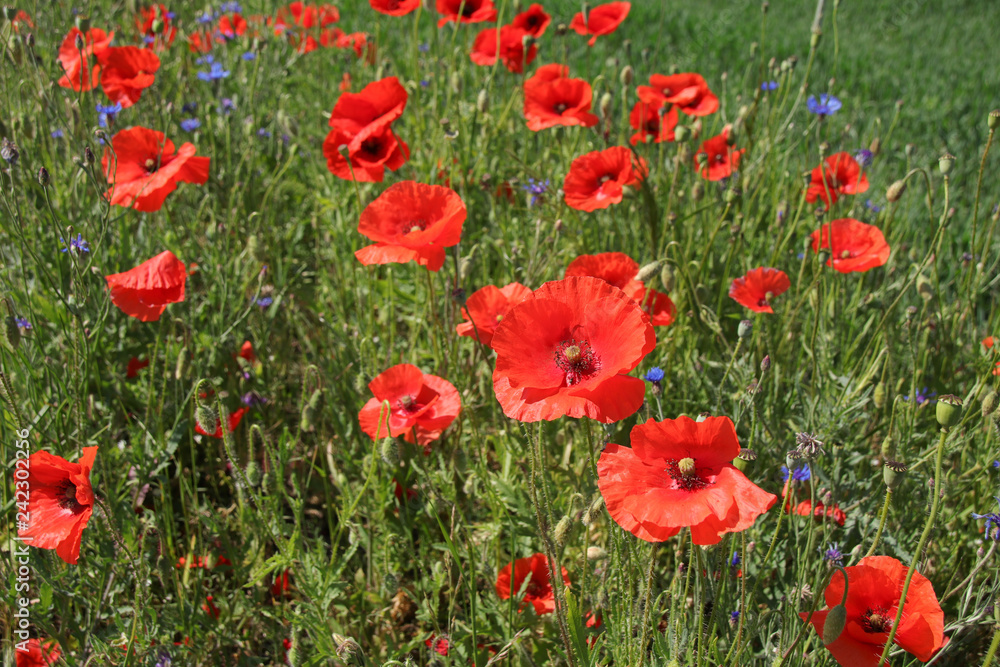 Field Of Poppies In Summer Countryside, Germany Field Of Poppies In Summer Countryside, Germany
