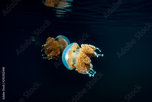 Jellyfish Lake Palau