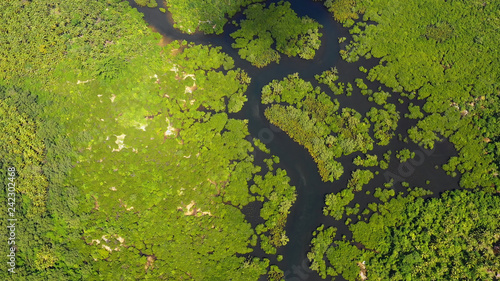 mangrove in aerial view, philippines