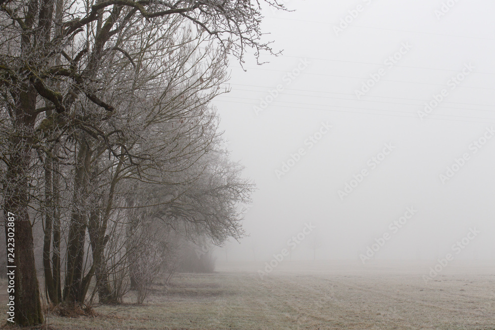 Foggy field with frost covered trees on the left margin and copy space on the right