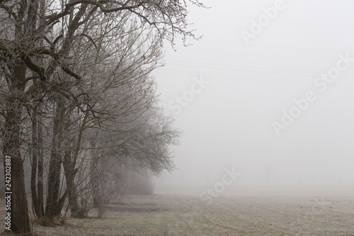 Foggy field with frost covered trees on the left margin and copy space on the right