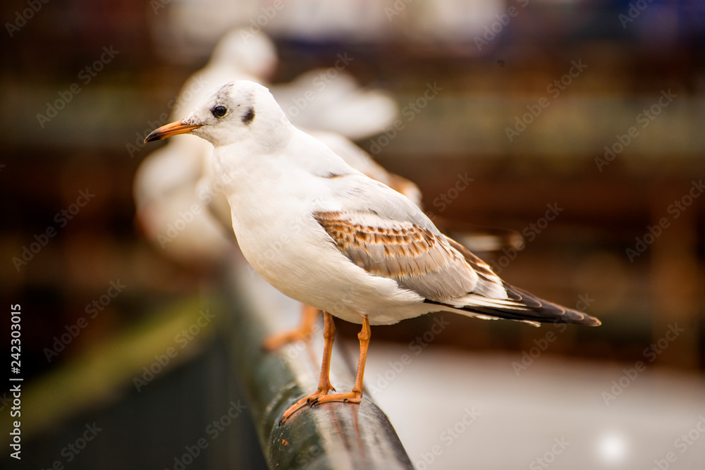 Obraz premium Black headed gull, closeup