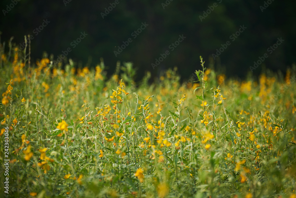 © Teeradej - Background of yellow sunn hemp filed © Teeradej - Background of yellow sunn hemp filed