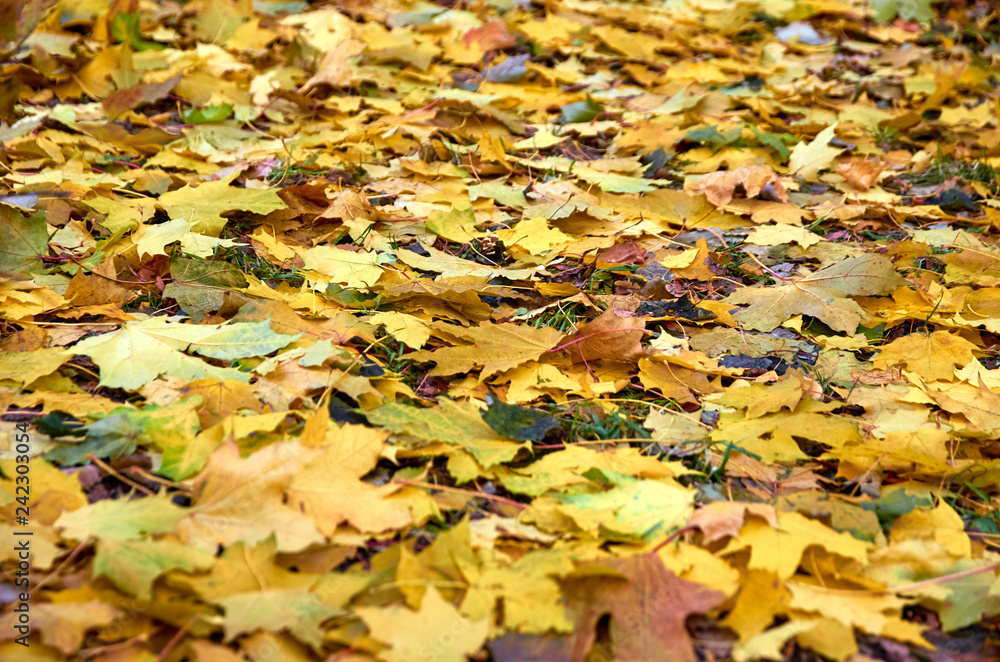 Carpet of autumn leaves Carpet of autumn leaves