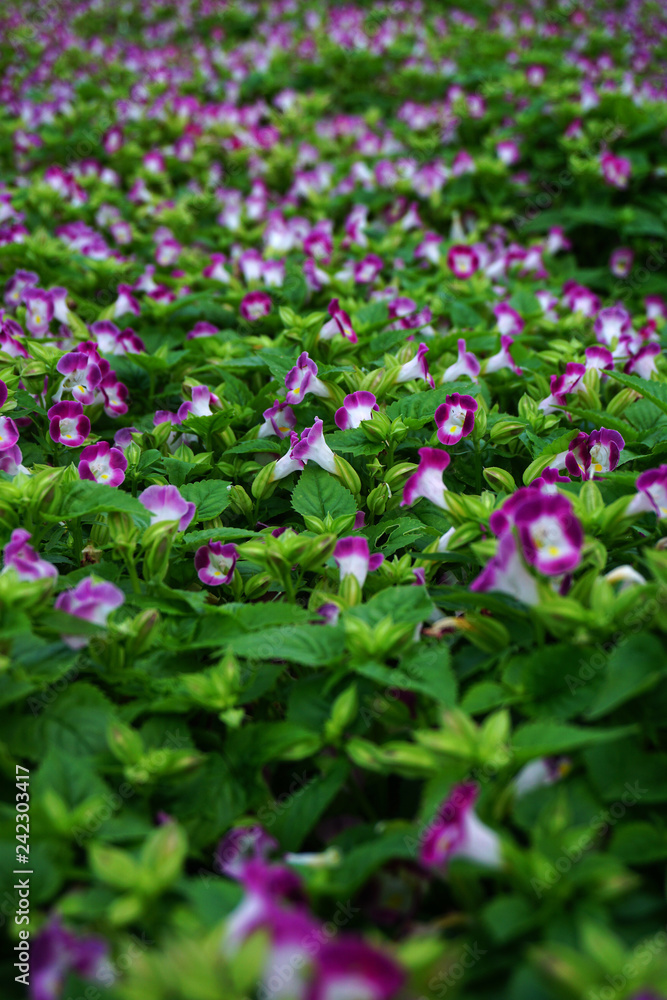 Fototapeta premium Field flowers in garden for background