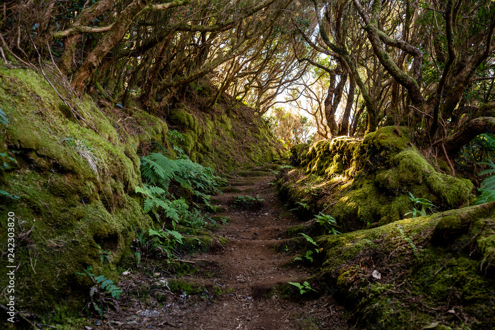 Anaga Forest Anaga Forest