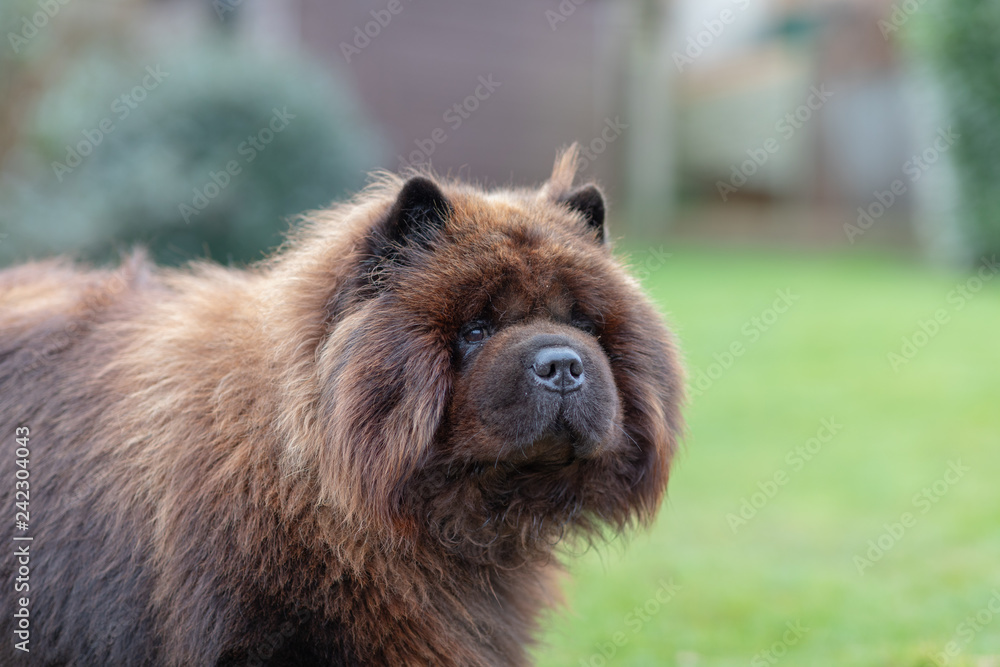 Fototapeta premium Black Chow Dog