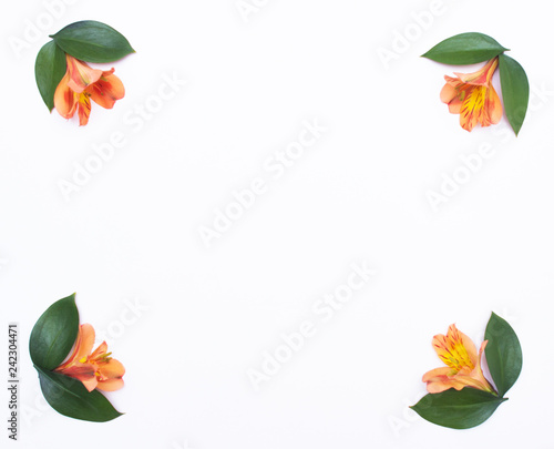 frame of orange hibiscus flowers and green petals for decoration  white background