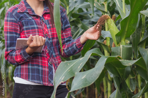 Agronomist examining plant in corn field, Female researchers are examining and taking notes in the corn seed field.