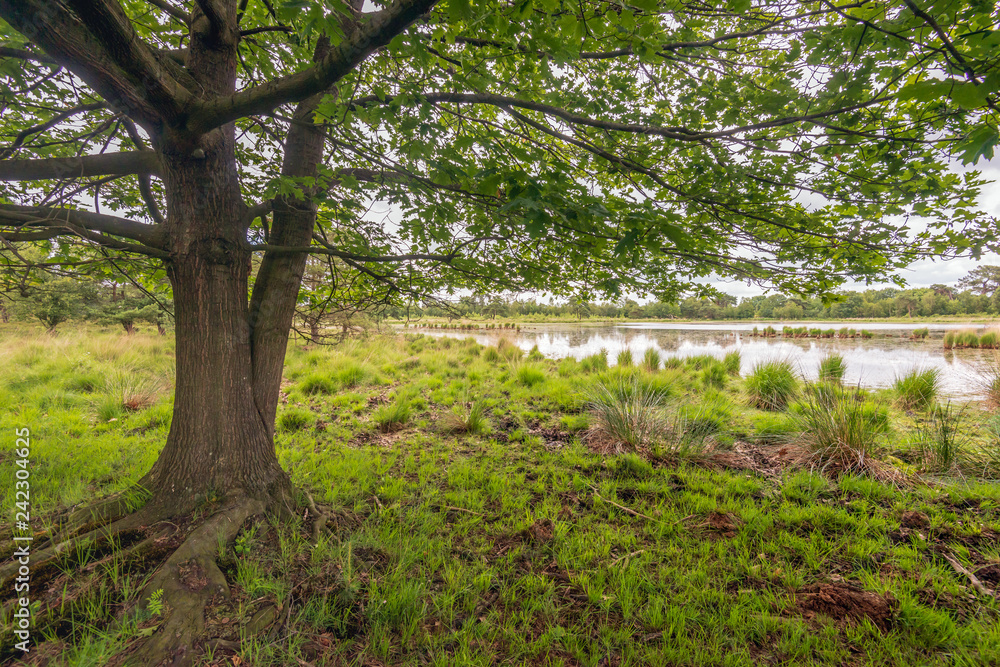 Large tree with thick roots in the foreground of a swampy landscape Large tree with thick roots in the foreground of a swampy landscape