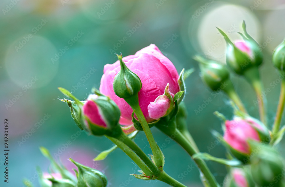 Blossoming rose Blossoming rose