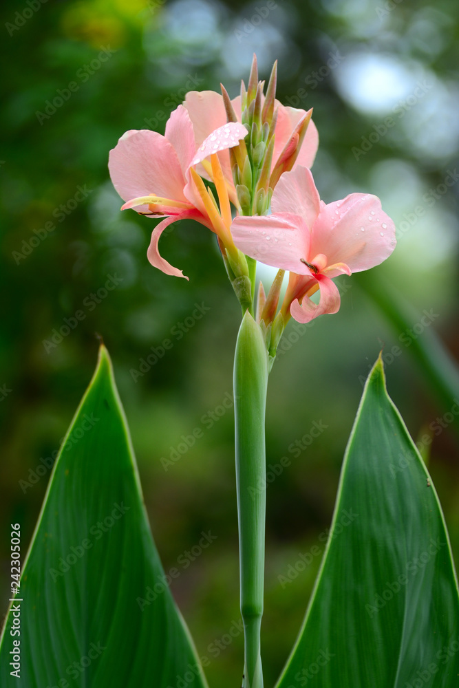 Close up of pink canna Lily flower on trunk blur background Close up of pink canna Lily flower on trunk blur background