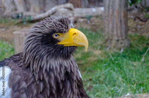 Portrait of an eagle - a big white-winged eagle. Steller s sea eagle