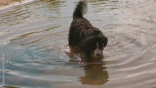 The dog is swimming