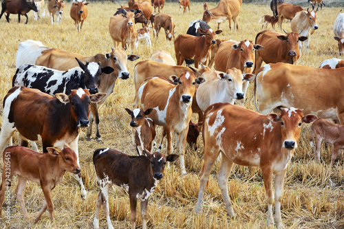 Group of cow herd is feeding grass in a dry field Tropical natural landscape in Thailand.