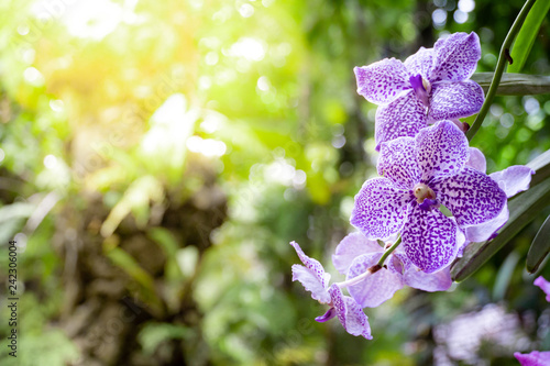 Foto Purple vanda orchids in the garden