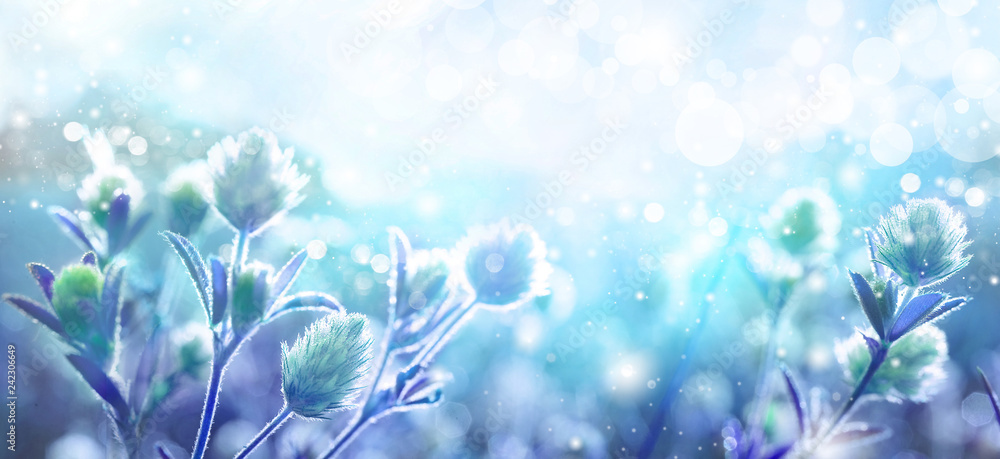 Spring wild meadow clover flowers, macro, soft focus. Blurred gentle blue background sky with beautiful bokeh, copy space. Floral romantic magic artistic image spring nature.