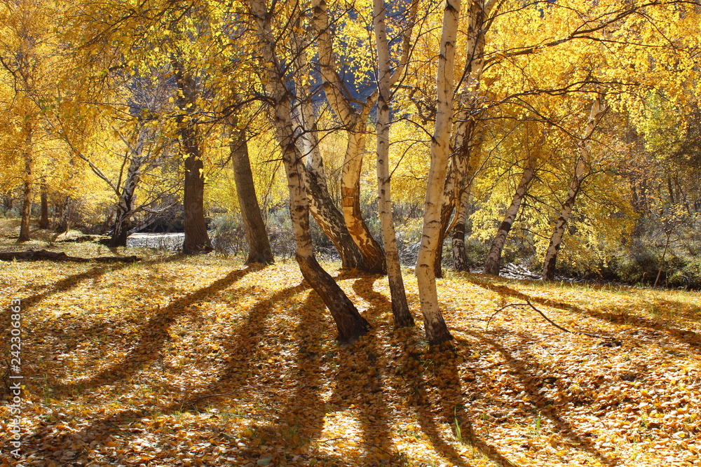 Naklejka premium Jesień brzozowy las w górach Ałtaju.