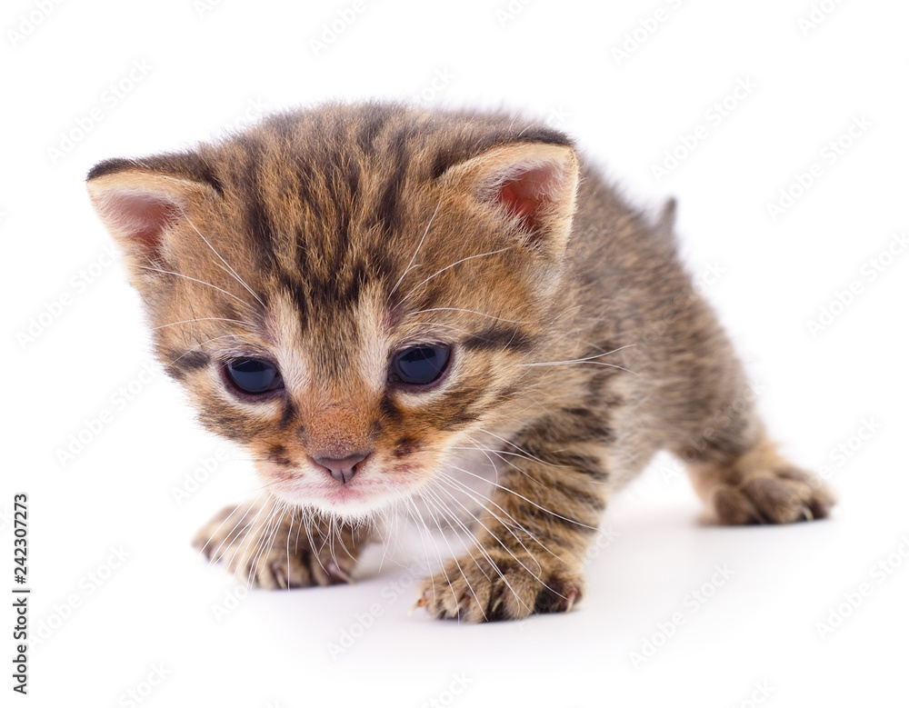 Kitten on white background.