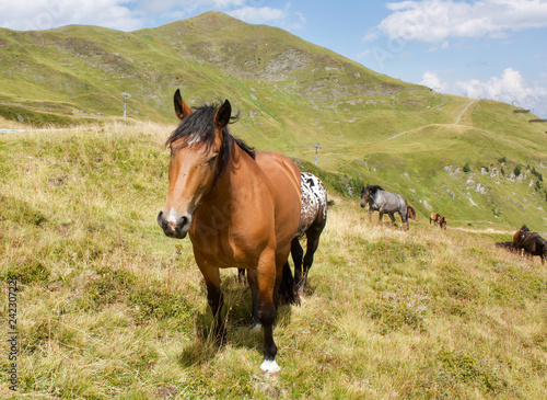 Braunes Pferde mit schwarzer Mähne am Berg grüne Almwiese