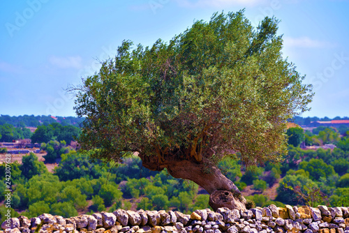 panorama seen from the castle of Donnafugata, Ragusa Italy  photo