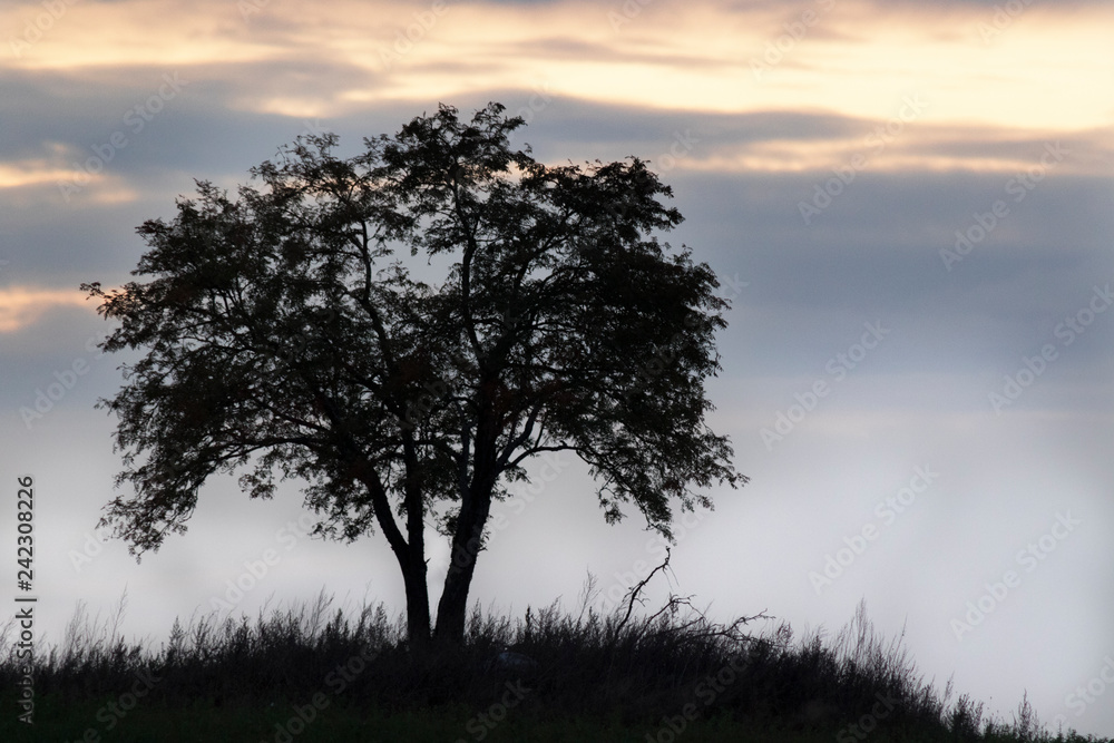 Tree Tree