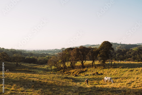 Fototapeta Naklejka Na Ścianę i Meble -  Paisagens de fazenda com vacas e pasto no interior de São Pauli