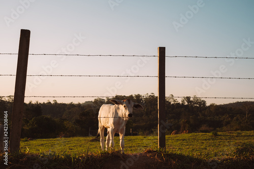 Paisagens de fazenda com vacas e pasto no interior de São Pauli photo